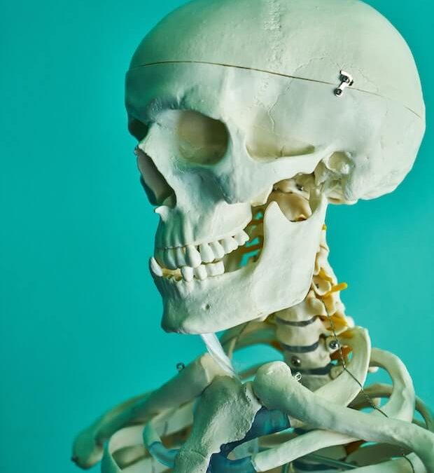 Skeleton